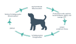 Diagramm der Mitochondrien eines Hundes