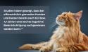 purina institut leichte kognitive beeinträchtigung