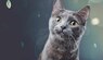 cat-allergies-fact-vs-fiction