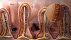 purina-institute-prebiotics-microvilli