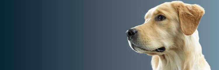 犬
