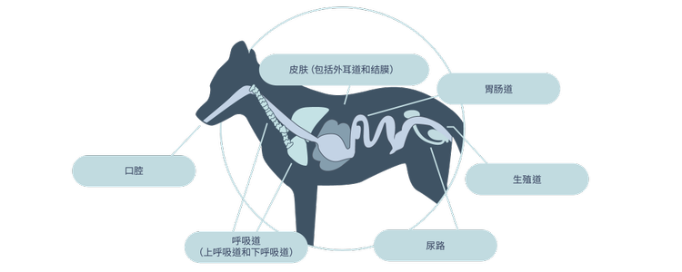 而对犬和猫非肠道微生物组的研究落后于人类,这增加了影响宿主健康的机会。