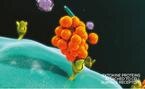 purina-institute-proteomics-cytokine-proteins
