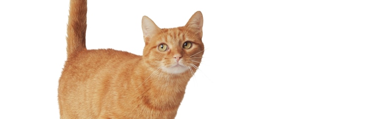 Chat domestique d'intérieur roux à poil court