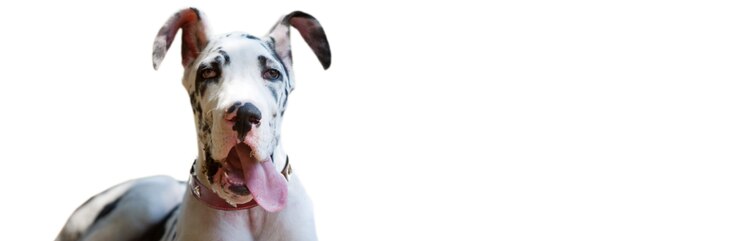 dogue allemand noir et blanc, la langue pendante