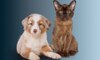 Cucciolo e gattino