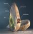 prebiotics_wheat.jpg