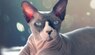 fact-vs-fiction-cat