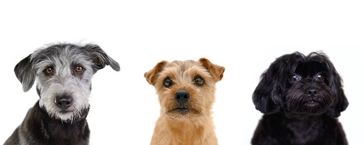 小型犬们看着镜头
