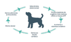 diagrama de mitocôndria de cães