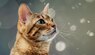 cat-allergies-fact-vs-fiction