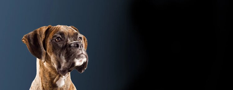 la ricerca di Purina