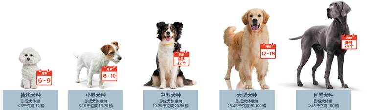 6到9个月,玩具型犬种(即成年体重<6公斤或12磅)。8到10个月,小型犬种(即成年体重为6到10公斤或13到20磅)。12个月以下,中等犬种(即成年体重为10至25公斤或20至50磅)。12至18个月,大型犬种(即成年体重为25至45公斤或50至100磅)。24个月以下,巨型犬种(即成年体重超过45公斤或100磅)。