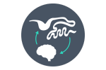 icona asse intestino-cervello