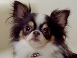 cachorro pequeno