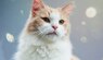cat-allergies-fact-vs-fiction