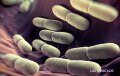 purina-instituto-nrm-lactobacillus