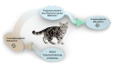 probiotika-katze