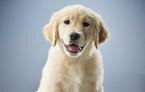 purina-institute-immunity-colostrum-dog