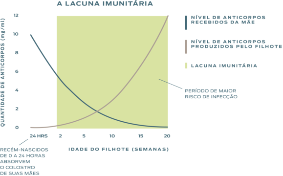 Um gráfico mostrando o período de maior risco de infecção que ocorre quando o nível decrescente de anticorpos recebidos da mãe cruza com o nível crescente de anticorpos produzidos pelo filhote de cão ou gato.