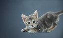 cute kitten
