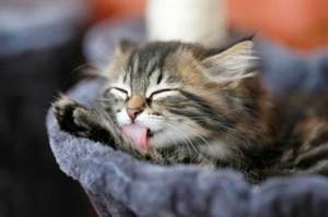 猫过敏