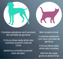 Cão: formato de ampulheta quando visto de cima. Sinta as costelas com facilidade. Dobra de barriga quando vista de perfil. Gato: mínimo de gordura na barriga de perfil. Sinta as costelas com facilidade. Formato de ampulheta quando visto de cima.