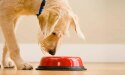 cane di colore chiaro che guarda una ciotola rossa