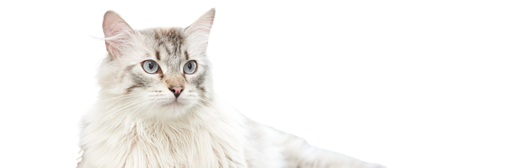 Voici Dewey, une chatte âgée qui a perdu du poids.