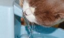 宠物水分摄入