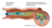 purina-institute-prebiotics-digestion