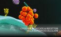 Proteine citochine dell'istituto purina
