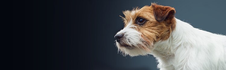 犬