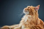 长毛黄猫