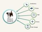 probiotics_diagram.jpg