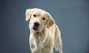 Hund mit hellem Fell schaut mit geneigtem Kopf in die Kamera