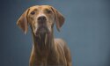Brauner Hund schaut in die Kamera