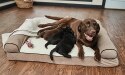 labrador marrone che allatta quattro cuccioli