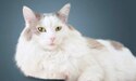 white and grey cat with blue background