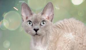 grey-devon-rex-cat