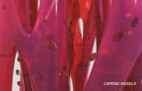 cardiac-muscle