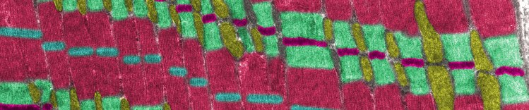 Mitochondrien und Muskeln
