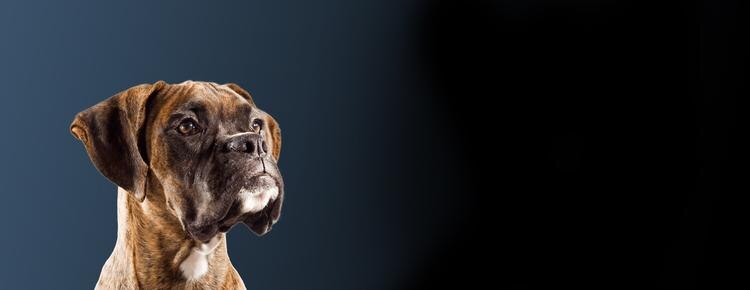 purina research