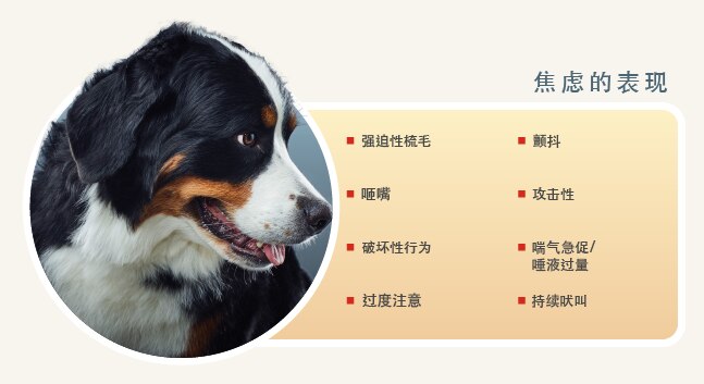 焦虑迹象