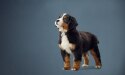 喂养大型和巨型犬种的幼犬