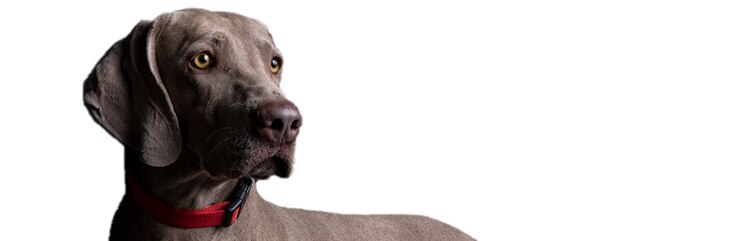 Conheça Herman, um cão adulto jovem de raça grande com claudicação ocasional nos membros posteriores e relutância em brincar.