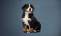 大型犬种幼犬:快速成长并非最佳成长方式