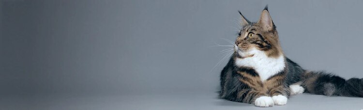 purina-istituto-immunità-colostro