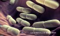 purina-institute-nrm-lactobacillus