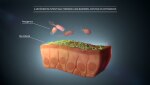 a microbiota intestinal constitui uma barreira contra os agentes patogénicos